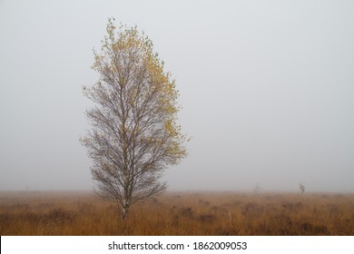 Birch Tree In Beautiful Autumn Colors On A Field With Purple Moor Grass On A Misty Day