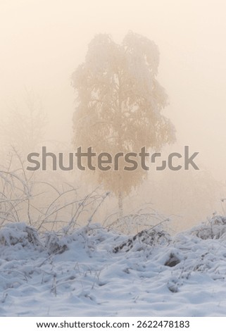 Birch tree with bent branches covered with heavy snow, winter idyll