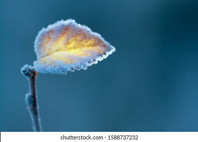 birch tree branch in autumn covered hoarfrost - Powered by Shutterstock