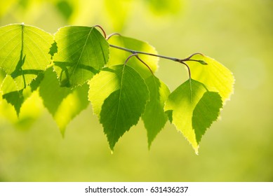 Birch Tree Branch With Fresh Leaves In Spring