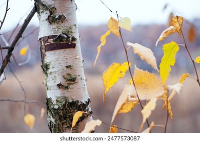 birch tree branch. white birch bark. autumn birch leaves. beautiful autumn background. dry leaves. Birch trunk and leaves in autumn. in a park or forest. nature, season. tree bark, macro photo
