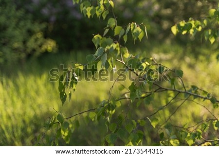 Birch tree branches with young green leaves in a forest. Nature spring background at sunset time. Save environment, save life concept. Zdjęcia stock © 
