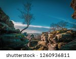 Birch Tree at Brimham Rocks. Rock Formation. Canyon. Sandstone Rocks. Trees and Rocks. Yorkshire Dales