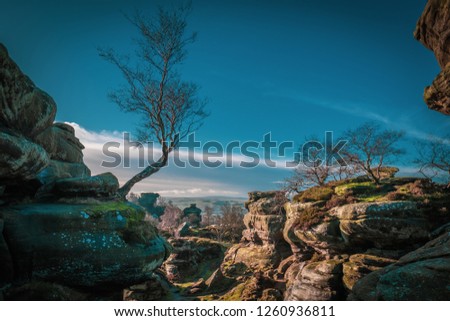 Birch Tree at Brimham Rocks. Rock Formation. Canyon. Sandstone Rocks. Trees and Rocks. Yorkshire Dales
