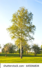 Birch Tree In The City Park