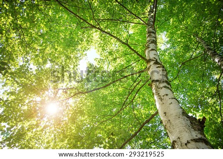 birch tree foliage in morning light with sunlight