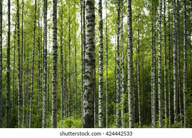 Birch Tree Forest