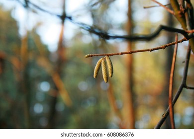 Birch tree in forest closeup