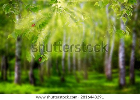 Birch tree forest with crawling ladybugs in sunlight . Natural background. Blurred background