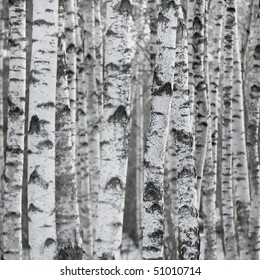 Birch Tree Forest, Large Aspen Pattern Background Copy Space

