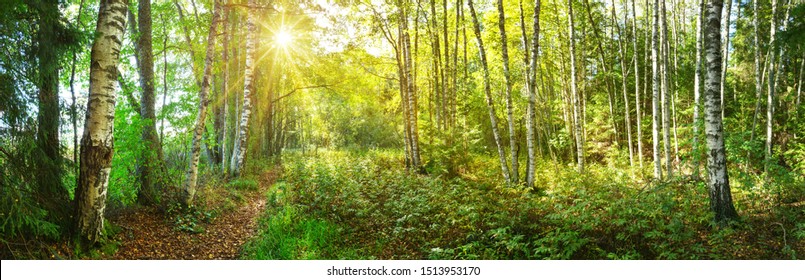birch tree forest in morning