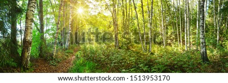 birch tree forest in morning
