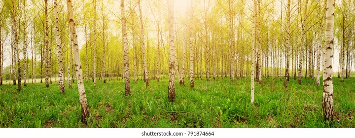 Birch Tree Forest In Morning Light With Sunlight