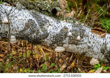 A birch tree in the forest on a summer day.