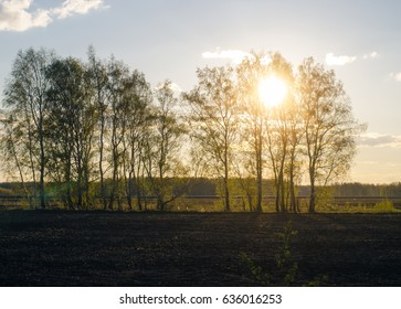 Birch tree forest in sunset rays.