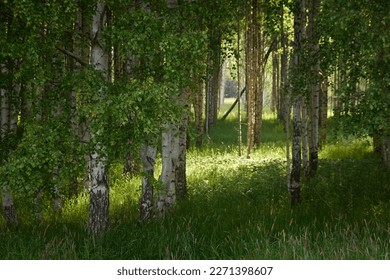 Birch tree forest at sunset. Soft sunlight, sunbeams. Atmospheric dreamlike summer landscape. Nature, ecology, eco tourism themes