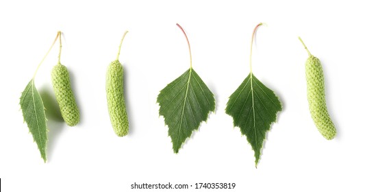 Birch tree green leaves and seeds set and collection isolated on white background, top view