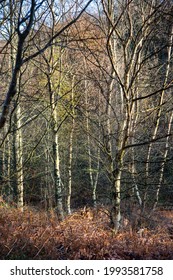 Birch Tree Hamsterley Forest Durham Uk