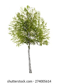 Birch Tree Isolated