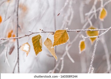 Birch tree leafs covered up in dense hoarfrost. Cold temperature concept.