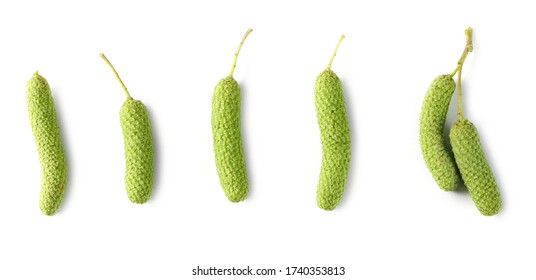 Birch tree seeds set and collection isolated on white background, top view