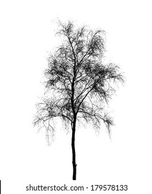 Birch Tree Silhouette Isolated On White Background