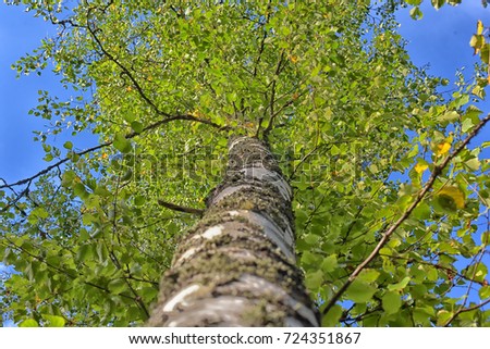 birch tree trunk and crown, view upwards