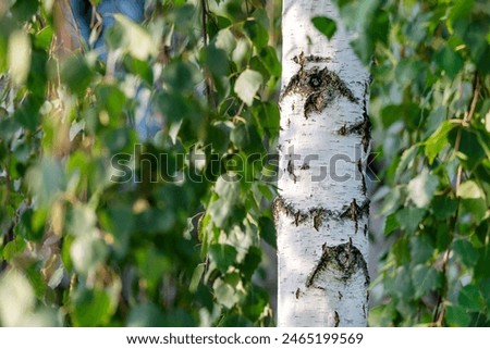Birch tree trunk on a bright sunny summer day, closeup