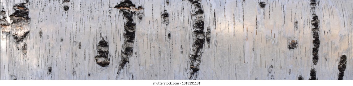 Silver Birch Forest High Res Stock Images Shutterstock