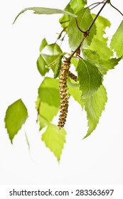 Birch Tree, Twig, Leaves And Pollen