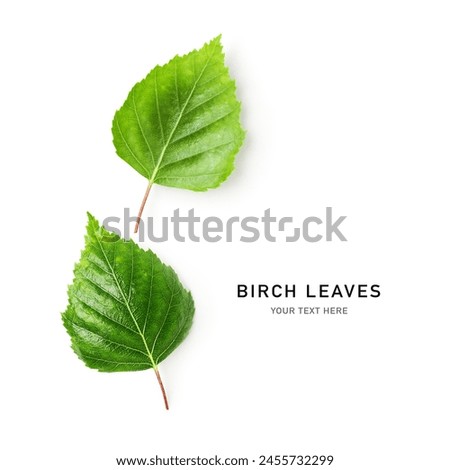 Birch tree two fresh green leaves border. Creative layout. Young spring sprout of birch isolated on white background. Top view, flat lay. Design element