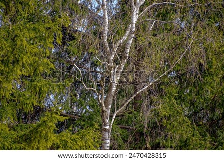 the birch tree under the sunshine beams in the forest