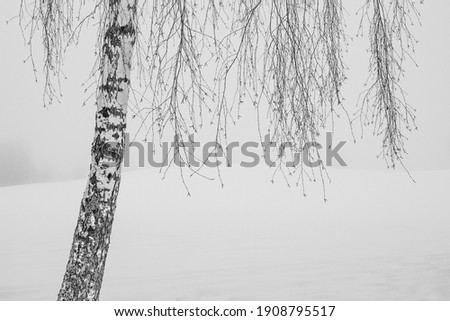 Birch tree in winter time 