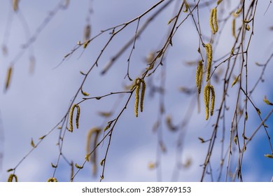 a birch tree without foliage in the spring season, a beautiful birch during spring flowering