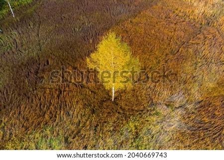 Birch tree with yellow foliage in the middle of marshland, autumn landscape from the air