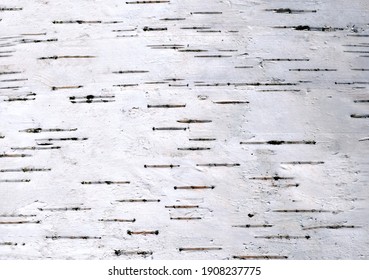 Birch Trees Bark Texture, Nature Wooden Background White Line Black Wood Pattern