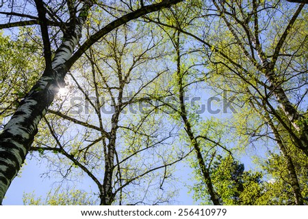 birch leaflet Environment