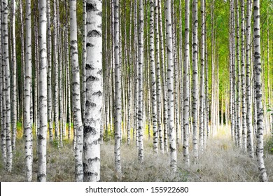 Birch trees in bright sunshine in late summer