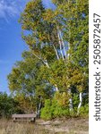 Birch trees frame a bench on the shore of Lake Michigan in Newpoert State Park, Door County, Wisconsin