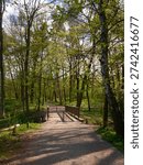 Birch trees line spring path in Berlin park with new leaves casting dappled light and soft shadows across gravel walkway and wooden footbridge, forming tranquil urban nature scene for spring strolls and relaxation