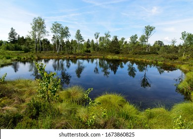 Birch Trees In The Moor Landscape Wenger Moor In Austria