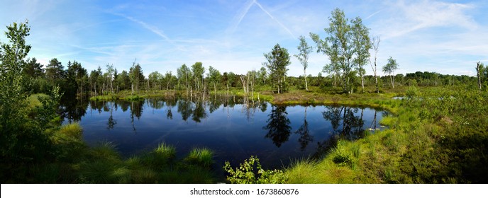 Birch Trees In The Moor Landscape Wenger Moor In Austria