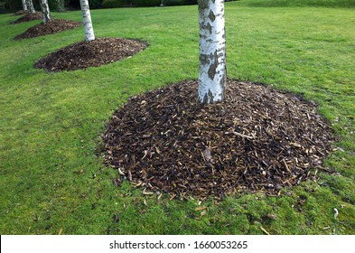 Birch trees in a park with mounds of mulch around the base. Usually made from shredded bark, the mulch provides protection from weeds and keeps roots cool in hot weather.