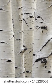 Birch trees in a row close-up of trunks