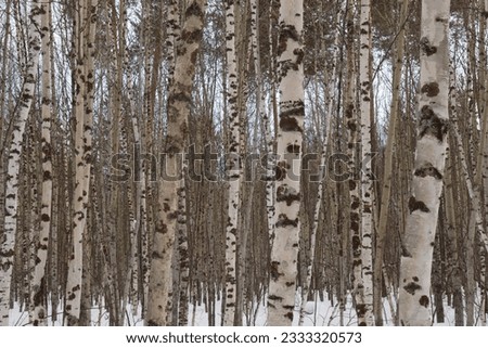 Birch trees in the snow in winter in the forest in Russia