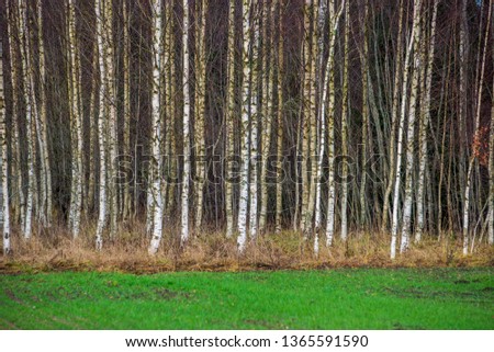 birch trees in spring. mass of trunks on green background