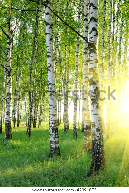 太陽の下の夏の森の樺の木 の写真素材 今すぐ編集