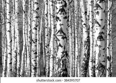 birch trees trunks - black and white natural background - Powered by Shutterstock