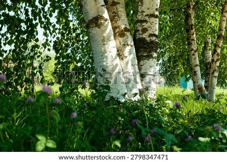 Birch trees trunks with white bark lit by soft morning sunlight, summer forest landscape