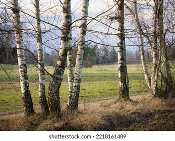 Birch Trees At Waldviertel Austria